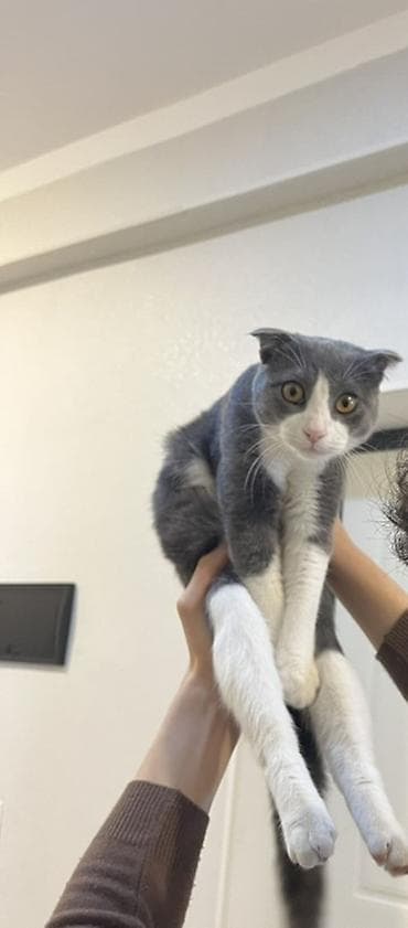 Şotland yastı qulaq, Erkək lalafo.az -da Şotland yastı qulaq, Erkək