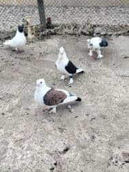 попугай жако купить в баку: Başlıq: Hünkari satilir və adi göyərçin istəyən olsa vatsap ilə — 4