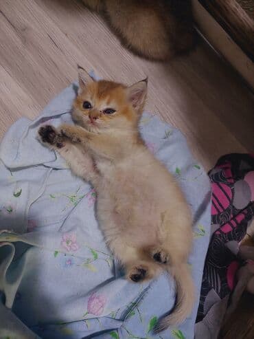 saf qan haski: Qızıl şinşilla, Erkək, Dişi, Yaxşı əllərə, Ünvandan götürmə — 6