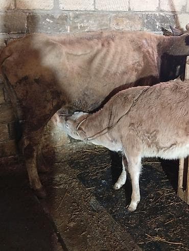 inək adı: Salamın aleykum inəy yaxshi ineydir hündürlüyü boyu caynaqlı heyvandir — 1