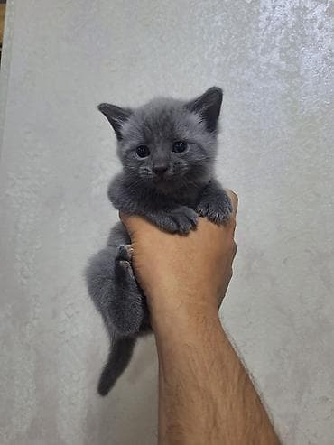 Pişiklər: Erkək, Yaxşı əllərə, Ünvandan götürmə — 2