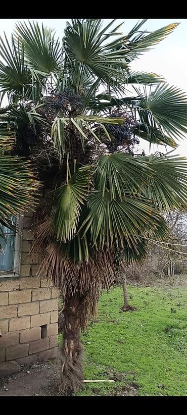 8 mart konvert: Ventilyator formalı yarpaqları olan dekorativ palma ağacı — 1