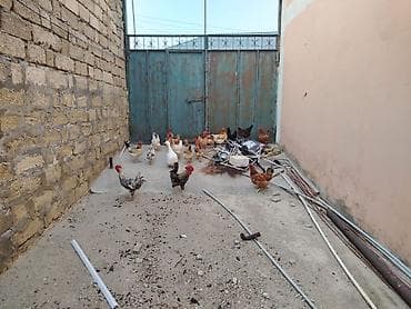 quşlar: Toyuqlar saglamdi masallah qəsəngdiler yumurtalayirlar — 4