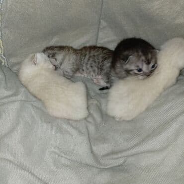 pişik üçün yuva: Şotland yastı qulaq — 7