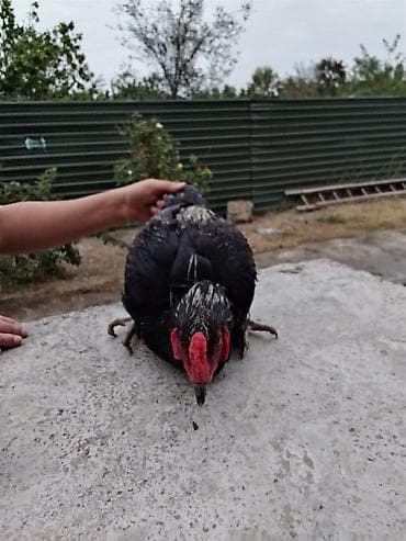 heyratı samo: Həyratı xoruz.7 aylıqdır və Güclüdür.Ödəniş razılaşma rolu ilə — 7