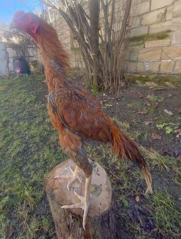 аксессуары и одежда для собак: Mayın 24 çixib indi indi üz alır Ana atası meydan heyvanıdır temiz — 3