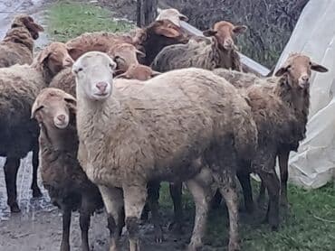 Erkək, il: 1, 60 kq, Damazlıq, Ünvandan götürmə