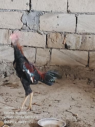 at qusar: Məhsul: Qıf (uzunboyun) tipli döyüşkən xoruz 6 aylıqdır — 1