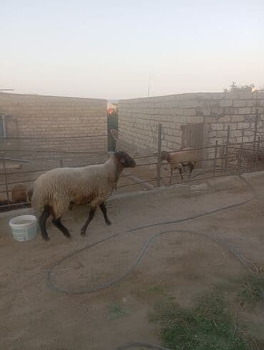 cins ineklerin qiymeti: Salammeleykim.Damazliq Qoc Satilir.Qiy.1000 Azn.Buzovna.050-724-18-12 — 3