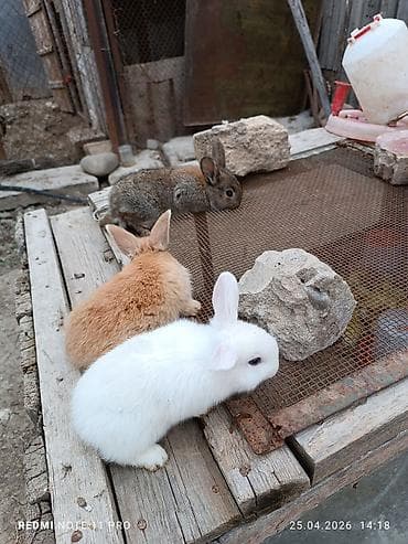 qoyun əti qiyməti: Üç dənə 30 günlük dovşan balaları Saglamdilar bağ şəraitində özüm — 1