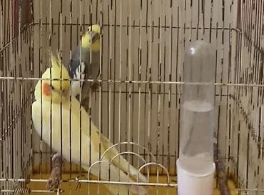 quş hini: Nymph (korella) cütü və qəfəs dəsti - Quşlar: 2 ədəd nymph/korella – — 2