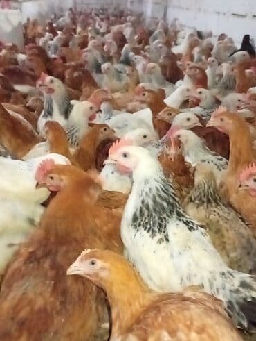 Toyuq, Broyler, Damazlıq