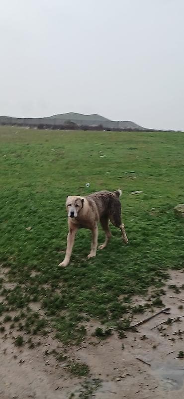 golden it cinsi: Qurdbasar, 1 il, Erkek, Peyvəndli — 3