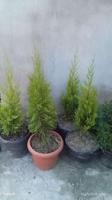 darvaza qapi: Yeni Otaq qapısı Ünvandan götürmə, Ödənişli çatdırılma — 4