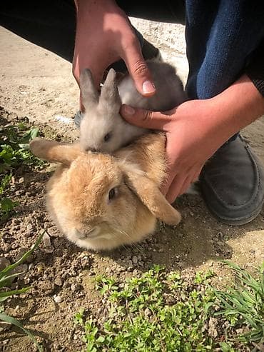 balaca meymun satisi: Real alıcıya endirim var vp aktivdi — 4
