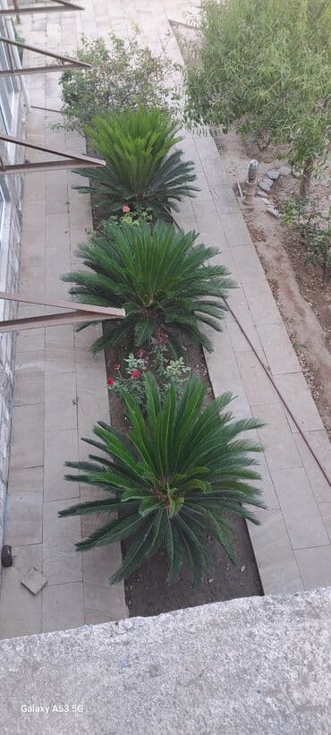 Lincoln: Sekas palmaları satılır . Həmişəyaşıldır . Mərdəkanda həyətimdədir . 3 — 4
