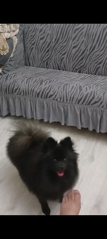 şpitz itlər: Şpitz — 7