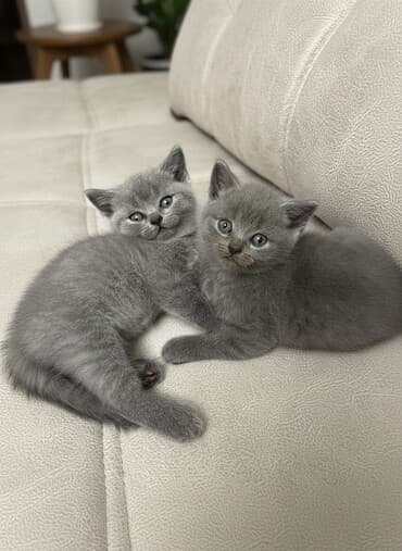 ucuz itler: Şotland, Erkək, Dişi — 1