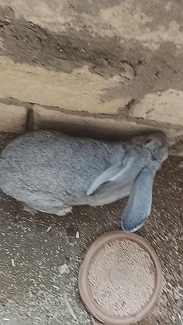 dekarativ heyvanlar: Məhsul: Ev dovşanları (bir neçə fərqli rəng və qulaq forması) Təsvir — 2