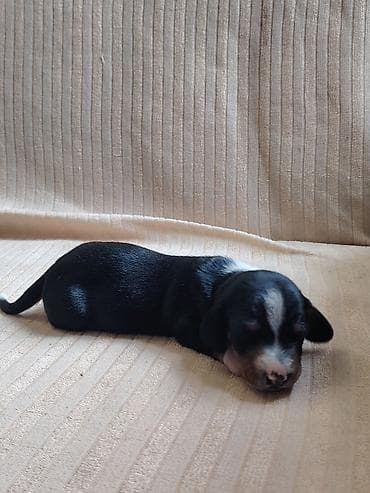 pitbul itlər: Sahibliyə verilən balaca itlər – qısayaqlı, uzun bədənli, qara-qəhvəyi — 9