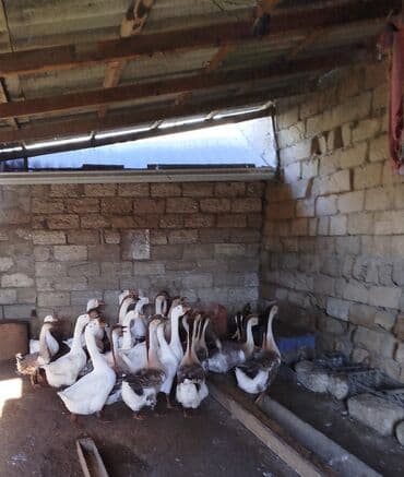 Linda, Kuban Qazları. 1 illik. Təmiz ətləri 3,800 4 kilo gəlir