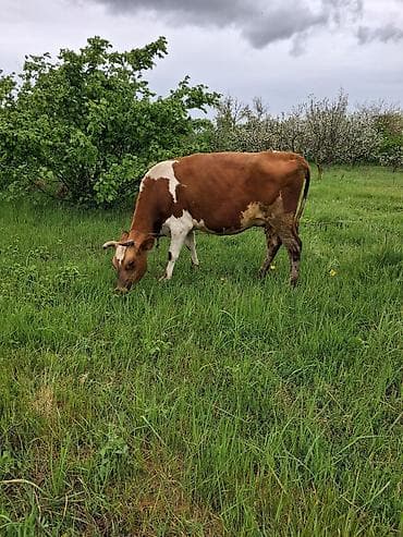 sudlu inek: Dişi, Simental, il: 9, Südlük, Ünvandan götürmə — 2