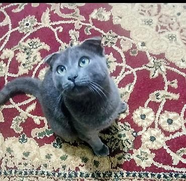 pitbull sekilleri: Şotland yastı qulaq, Erkək, Ödənişli çatdırılma — 1