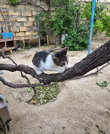 pişik tuvaleti: Котёнок ищет дом! 🏡 Ласковый и игривый малыш отдается в добрые и — 2