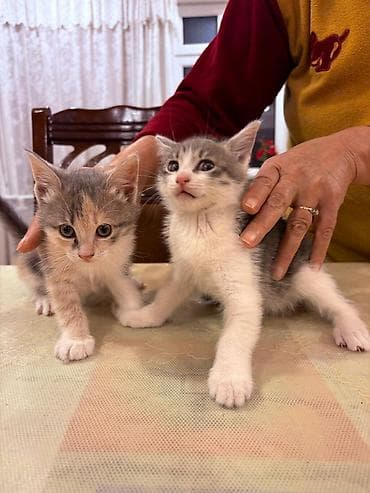 şotlant pişik: Sahiblendirilir.dermanlari verilib.4 dene baladi.tertemizdiler — 6