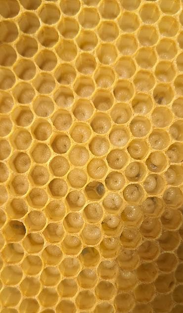 bal arısı satışı: Arı ailəsi satılır . ramkası 28 manat . cinsi Bakvas Karnika — 5