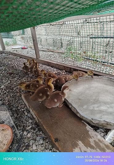 sudluk kecilerin satışı: Lal ordey balalari satilir . Hamsin alana qiymət razilasmaq olar — 7