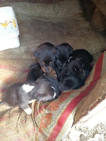 bala itlerin satisi: Ünvandan götürmə — 4