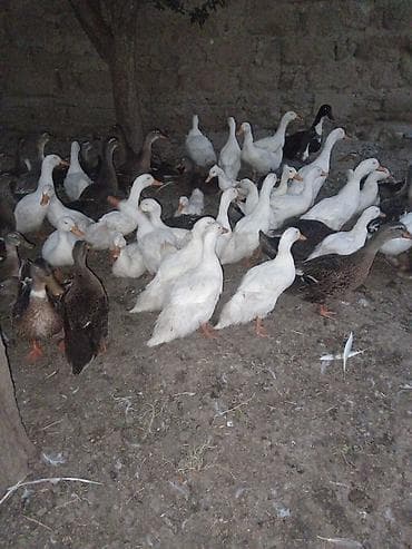Sesli ördek

Çox alana 7manat azaz 8mdı