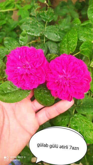 qartenziya gulu qiymeti: Gülab gülü — 1