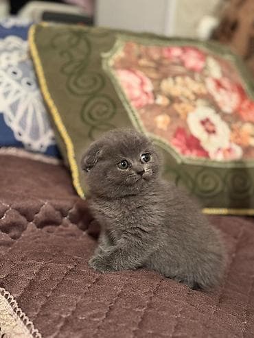 Кошки: В добрые руки — 4