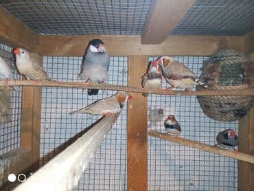 ördək ətinin qiyməti: Amadinlər Satış zebravıy sadə amadinlər benqal amadini risovka risoviy — 3