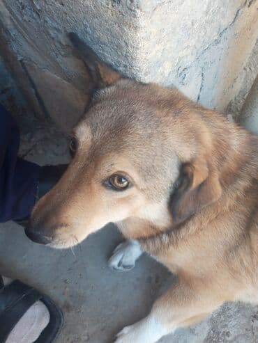 it xaski: Belçika çoban iti, 2 il, Erkek — 3