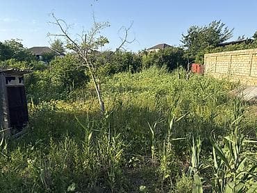 8 sot, Tikinti, Kupça (Çıxarış) — 3