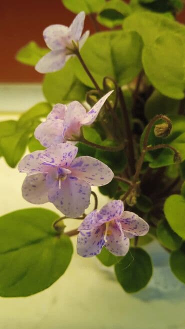 Buket güllər: Цветущие сортовые фиалки.По 8м — 3