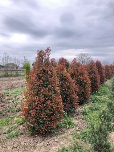 Dekarativ agaclarin satiwi istenilen novde istenilen olcude var elave