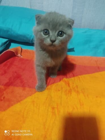 cins toyuq: Şotland, Erkək, Dişi, Yaxşı əllərə, Ünvandan götürmə — 13