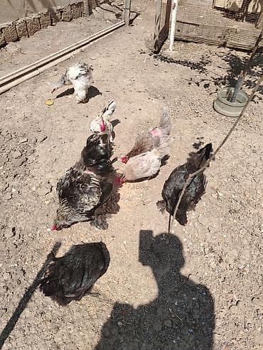 qumru quşu rusca: Brama xoruzlari satiram.Bir illik xoruzlardi.Sağlam və aktiv — 4