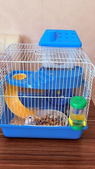 qefes: Hamster üçün tam dəst qəfəs Ağ və boz rəngli sevimli xamyaklardır — 4