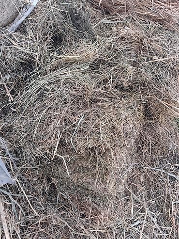 Ot satiıir.100 əded quru yerde saxlanilib.real aliciya endirim