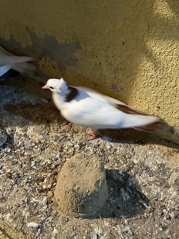 Digər heyvanlar: Ebreş boyun maya 
Bayilda — 3