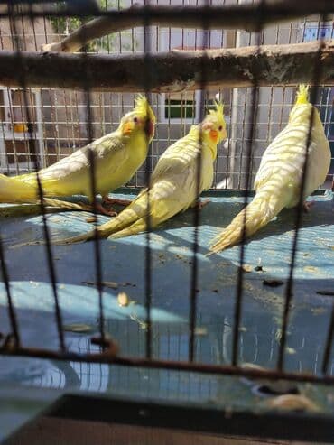 hələb kecilərin qiyməti: Bozlar 35 azn Sarilar 40 Azn Əl quşlari 60-70 Azn 100 Azn tam rucnoy — 7