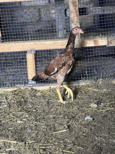 Xoruz, il: <1, Ödənişli çatdırılma