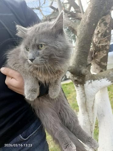 heyvan hekimi: Yaxşı əllərə — 2