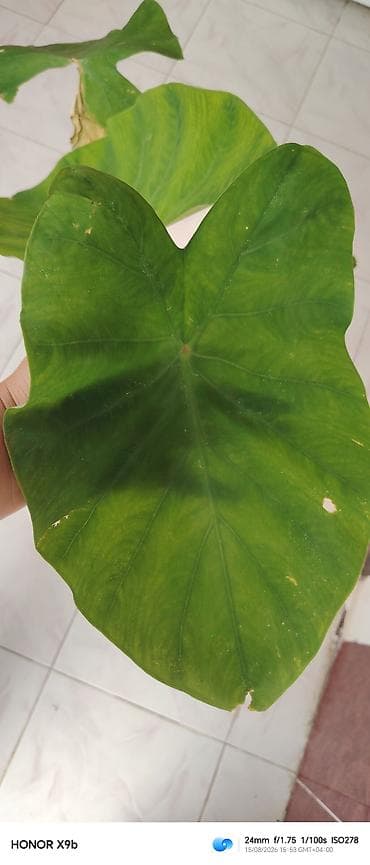 Alokaziya (Elephant Ear) dekorativ otaq bitkisi - Növ — 2