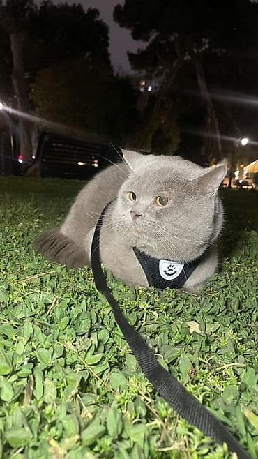 british shorthair: Britan, Erkək, Cütləşmə üçün — 3